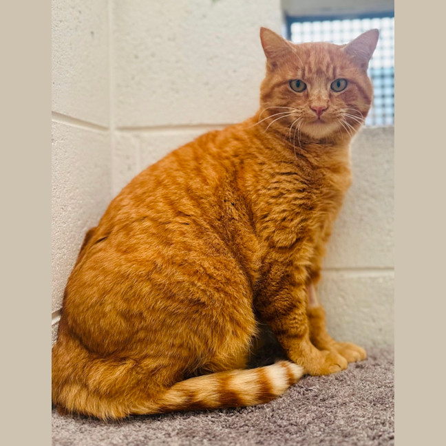 Photo of Pumkin