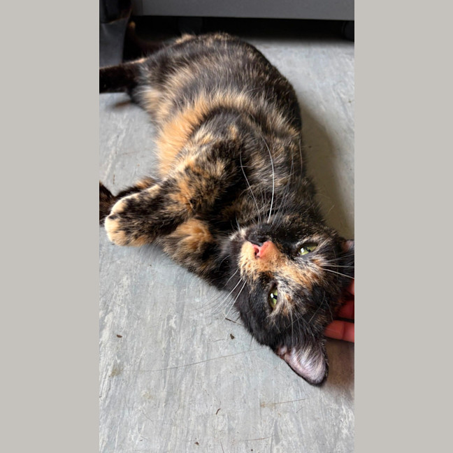 Photo of Doughnut