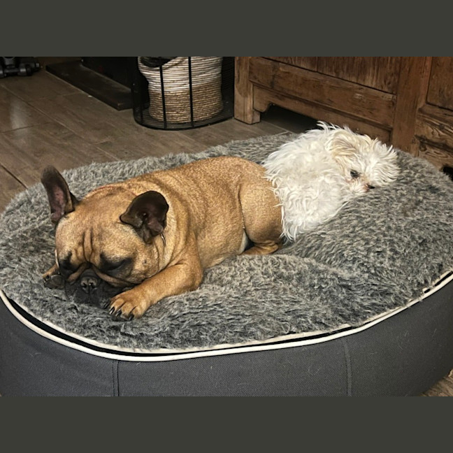 Photo of Wing Commander