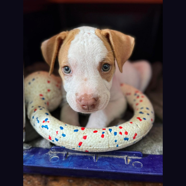 Photo of Reggie/Jingle