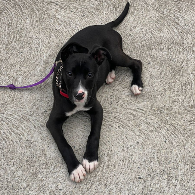 Photo of Jazz