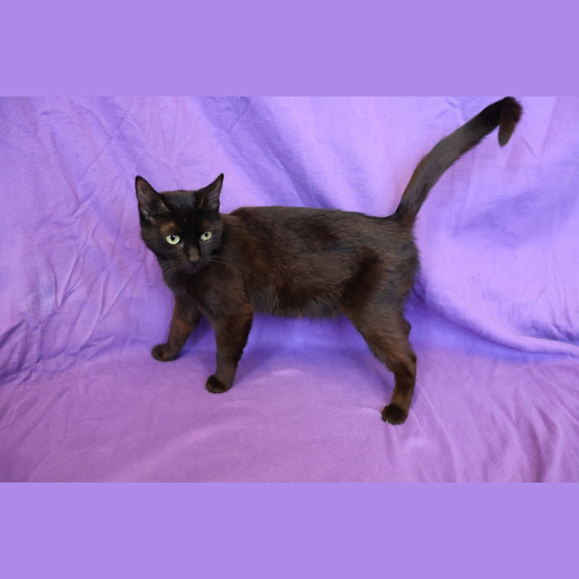 Photo of Atari