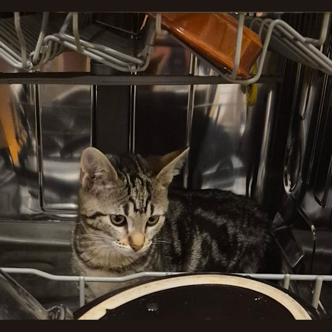 Photo of Lyla