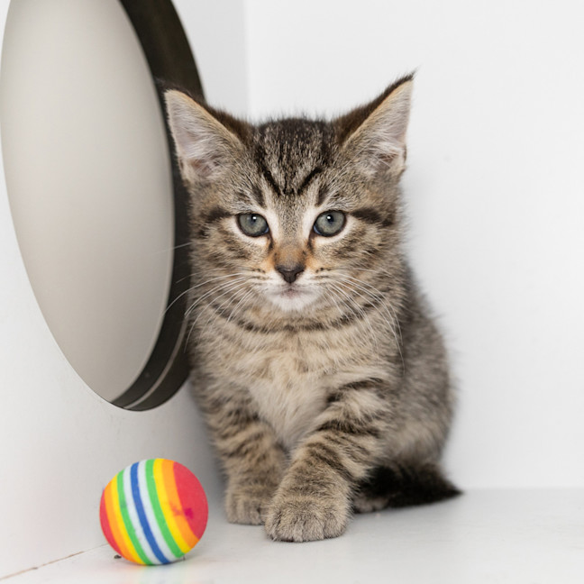 Photo of Bramble