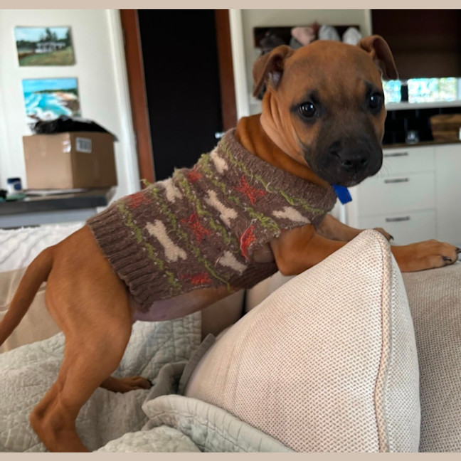 Photo of Charlee   10 Week Old Staffy X (Trial)