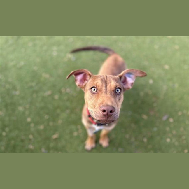 Photo of Lulu