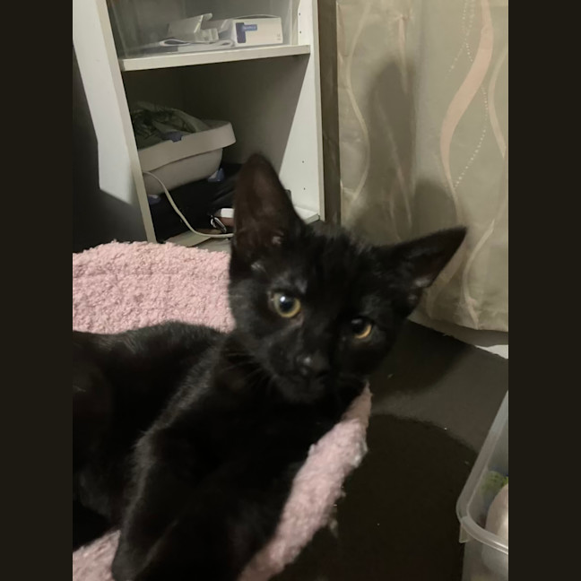 Photo of Licorice