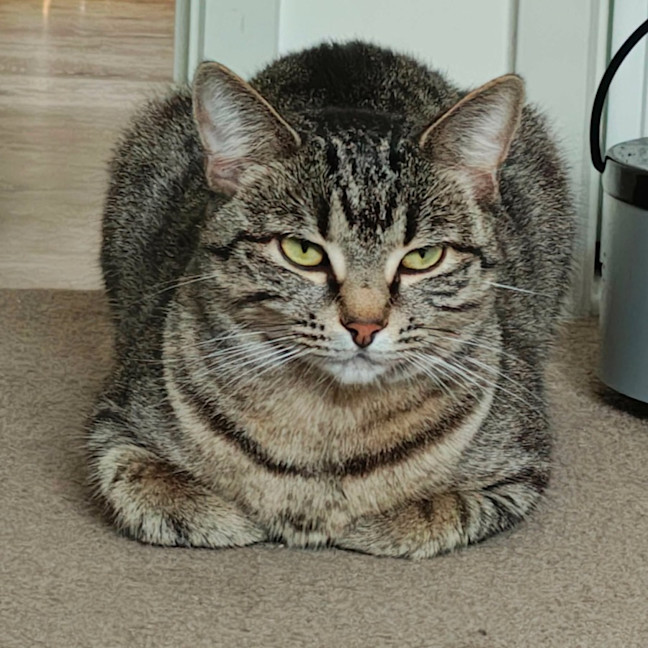 Photo of Marceline   In Foster Care In Preston