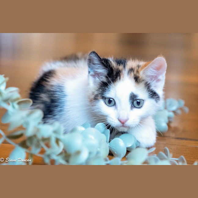 Photo of Maple