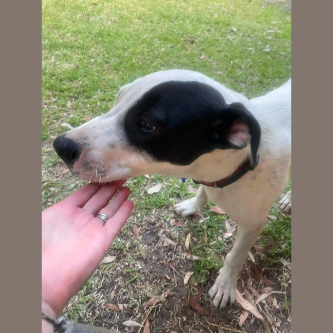 Photo of Teddy   5 Month Old Bull Arab X 