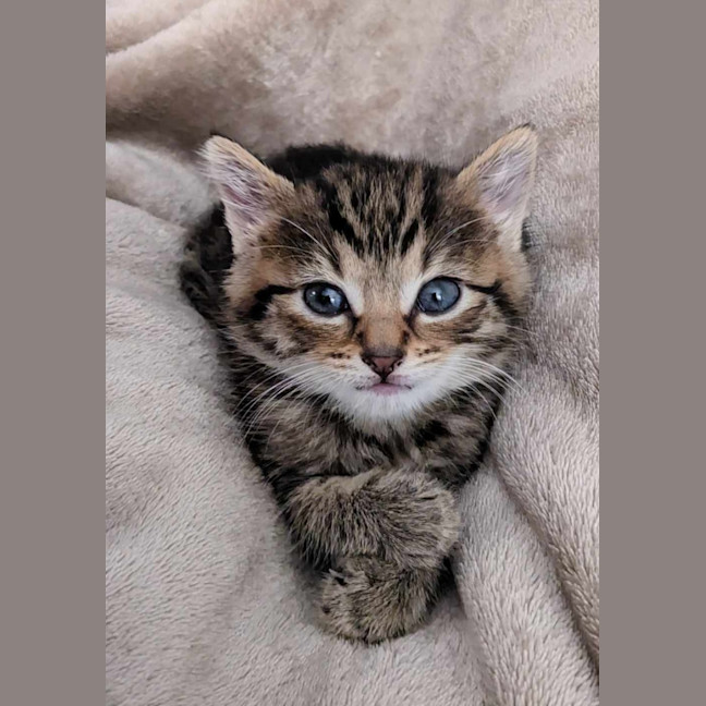 Photo of Simba & Audrey