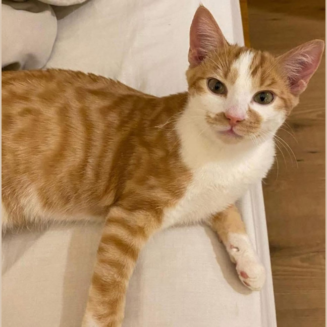 Photo of 12687   Chuck Norris