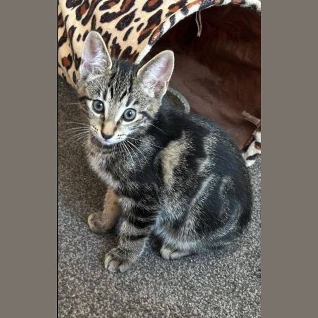 Photo of Maverick