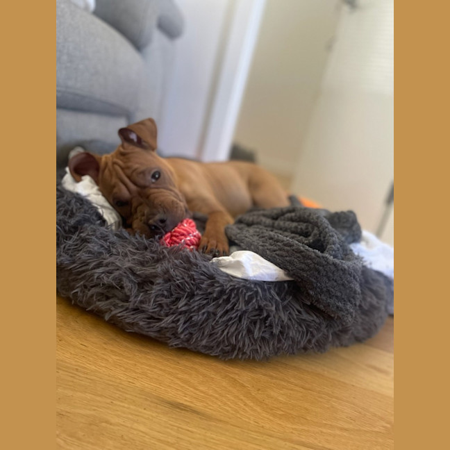 Photo of Shiloh