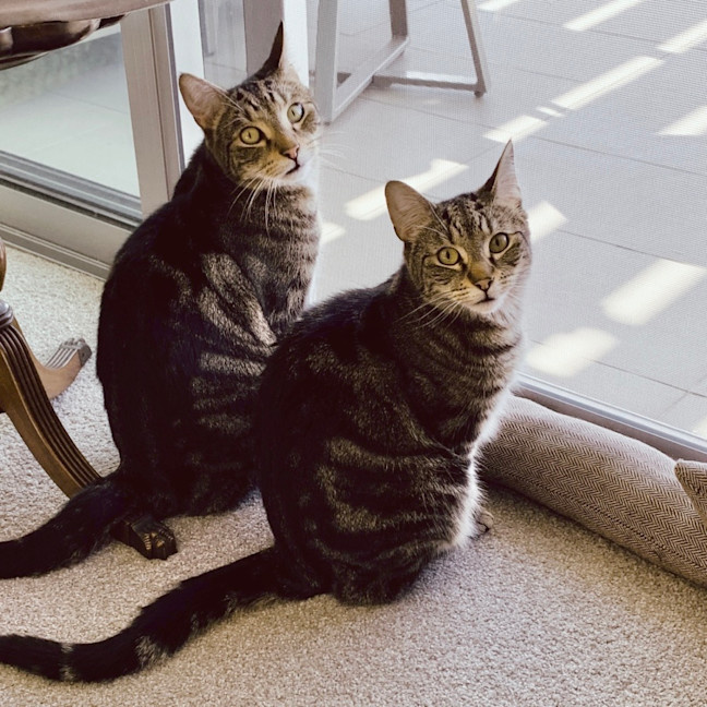 Photo of Pumpkin & Peppa