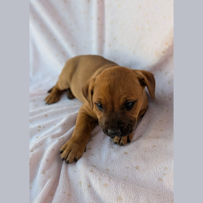 Photo of Bindi