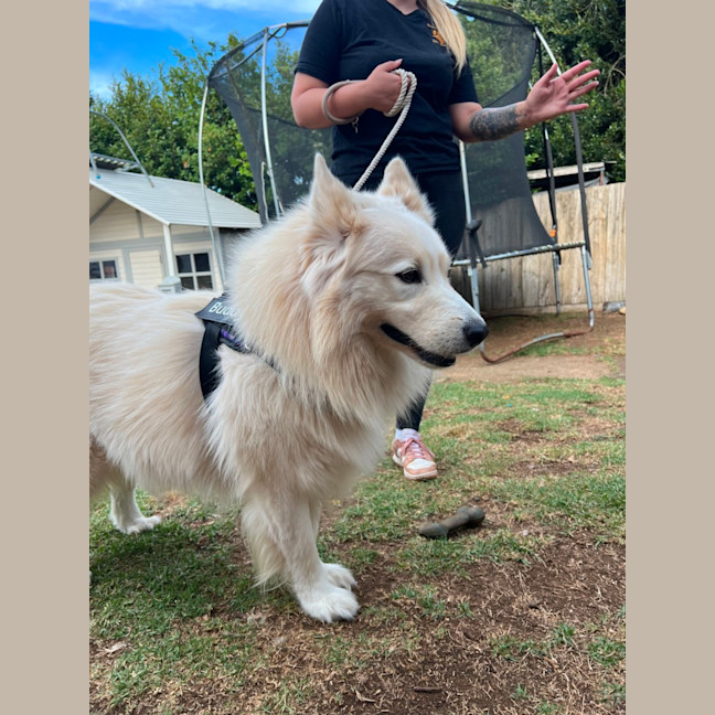 Photo of Mango Cream