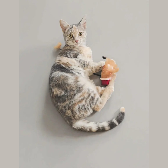 Photo of Peanut