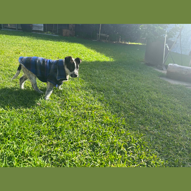 Photo of Shiela (Noo Noo)