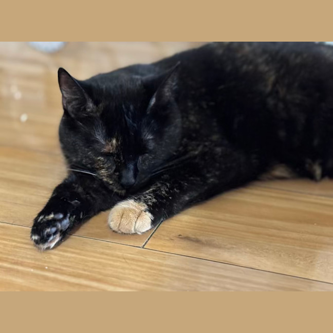 Photo of Claudia   2 Year Old Domestic Short Hair