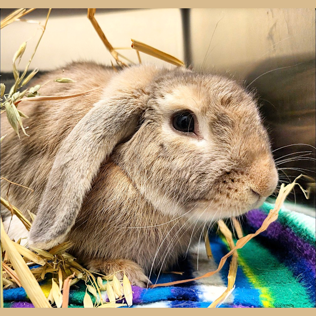 Photo of Bowie Bun