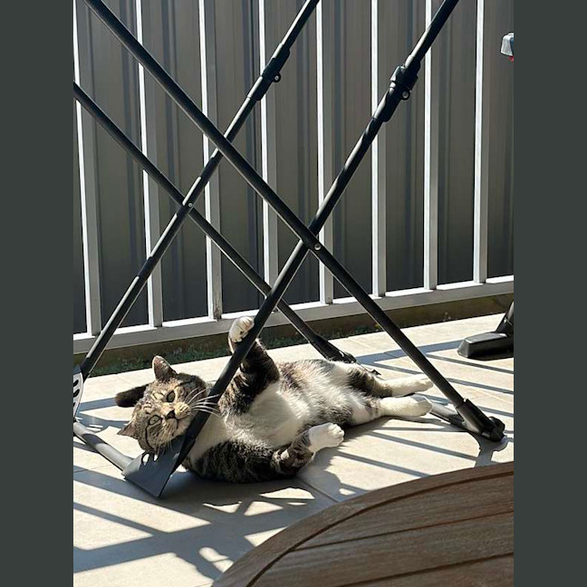 Photo of Toby