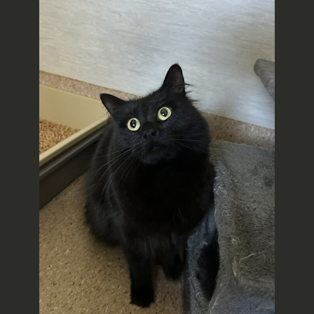 Photo of Nova
