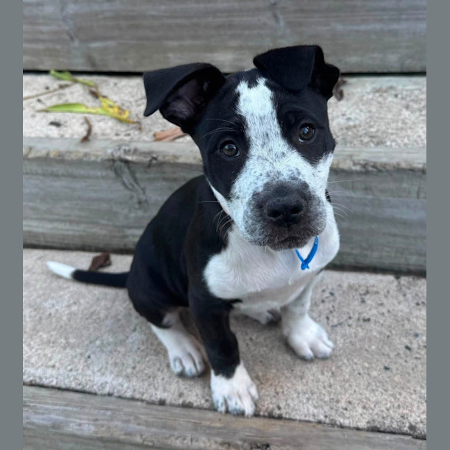 Photo of Nova