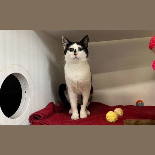 Photo of Fennel