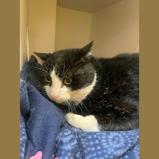 Photo of Pingu Dwelly 