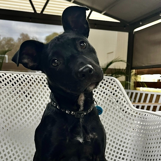 Photo of Nyxie