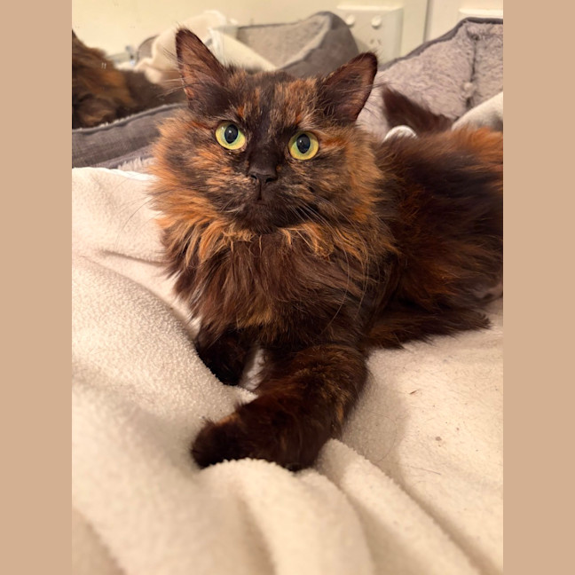 Photo of Truffle