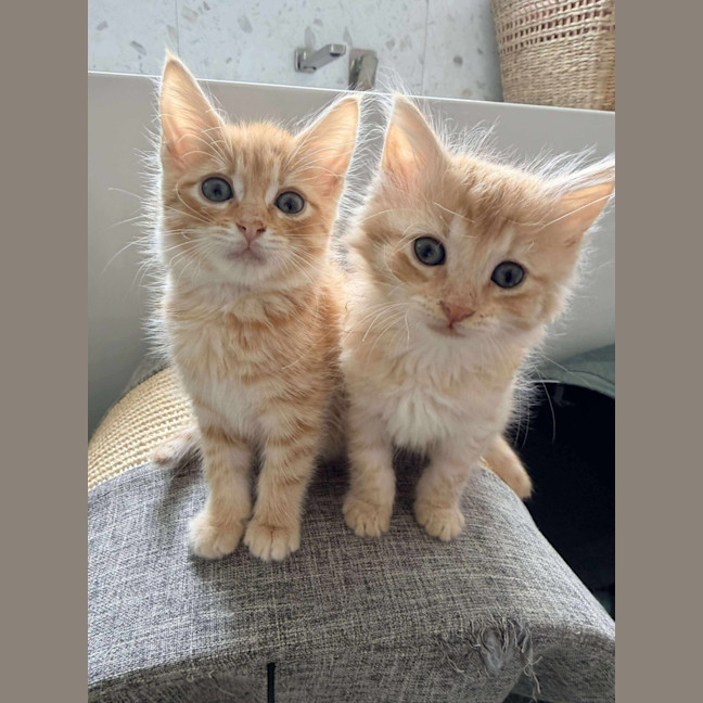 Photo of Bear & Scout 