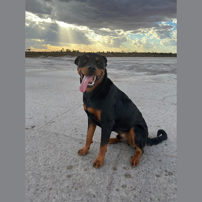 Photo of Bear