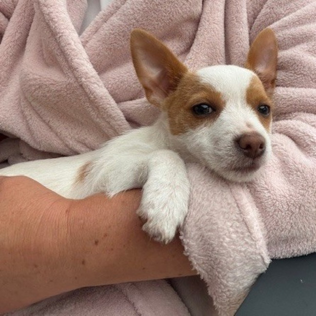 Photo of Minnie