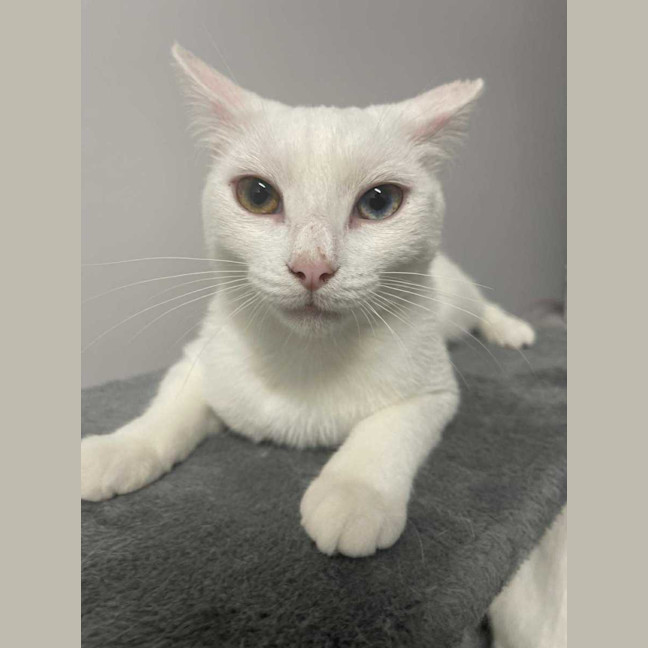 Photo of Luna