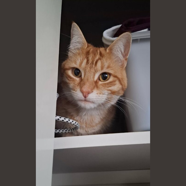 Photo of Rusty