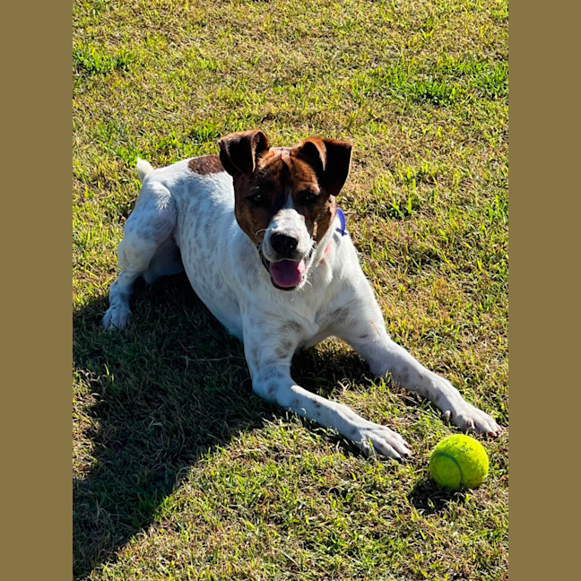 Photo of Milo   16 Month Old Jack Russell X Kelpie