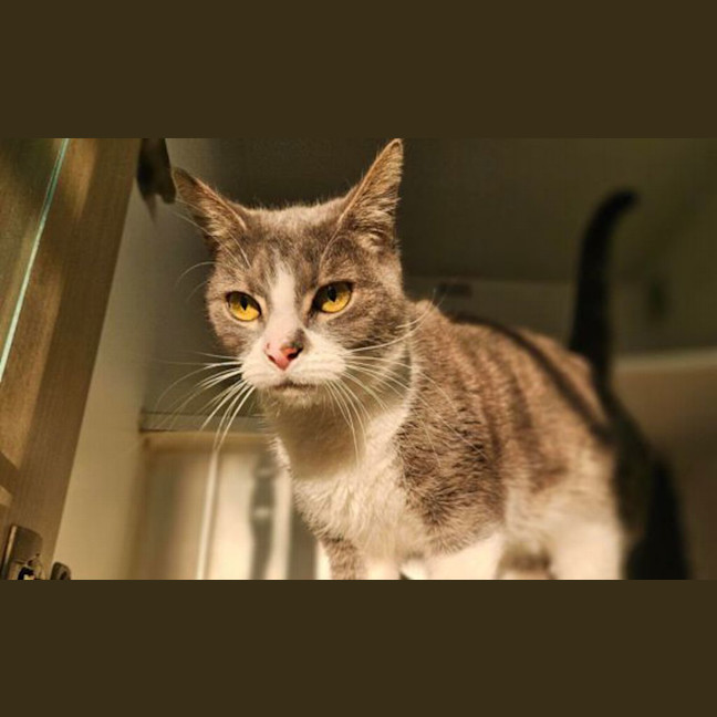 Photo of Frankie