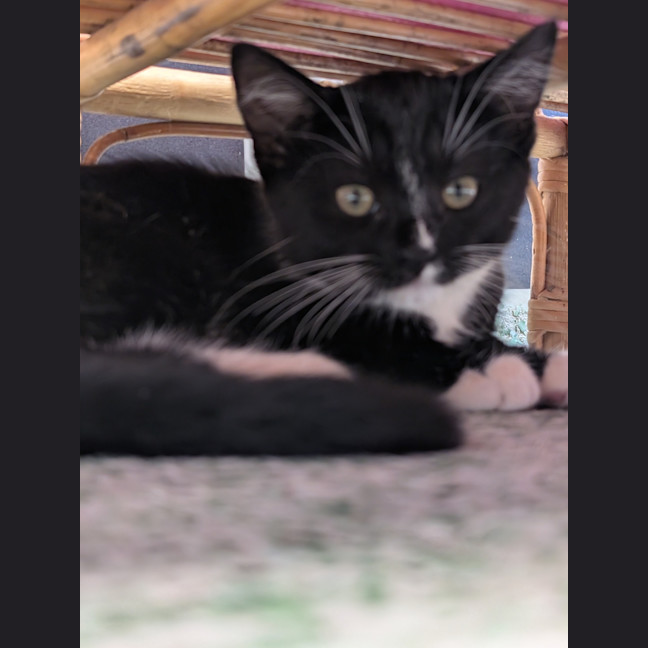 Photo of Lyra