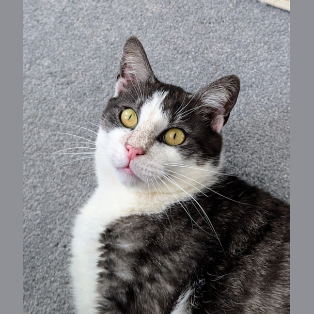 Photo of Gus **A Gentle Giant**