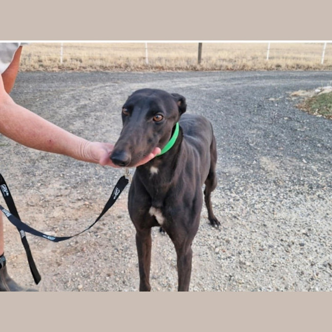 Photo of Brockie Cat Friendly