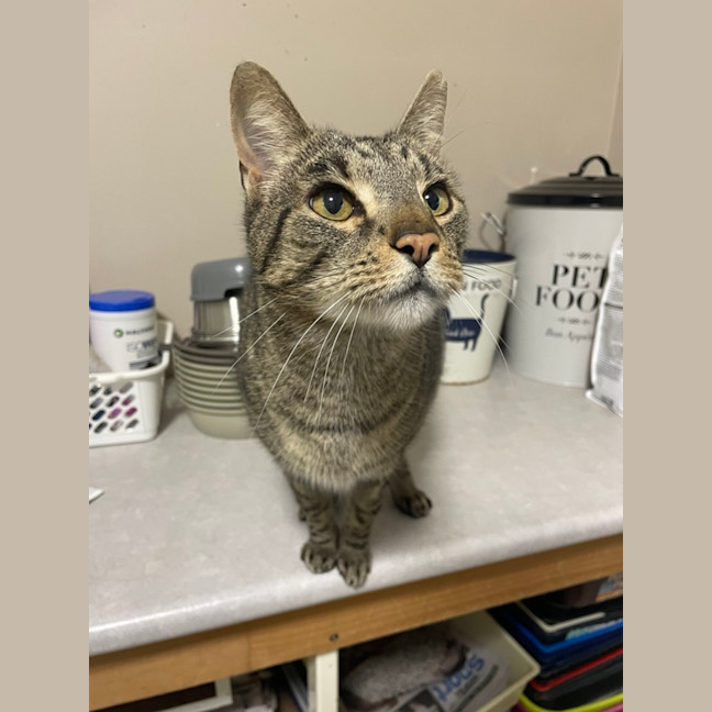 Photo of Louie