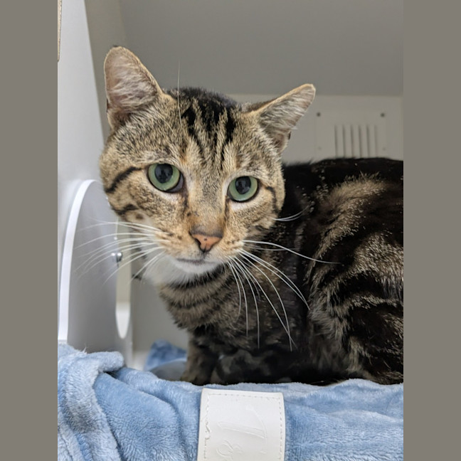 Photo of 🎅 Grinch 6743 🎅