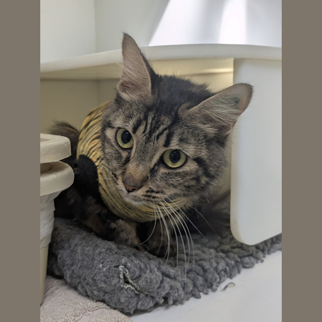 Photo of 🧁 Giovanna 6890 🧁