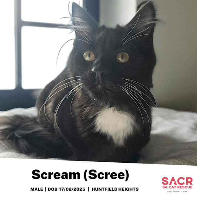 Photo of Scream (Scree)