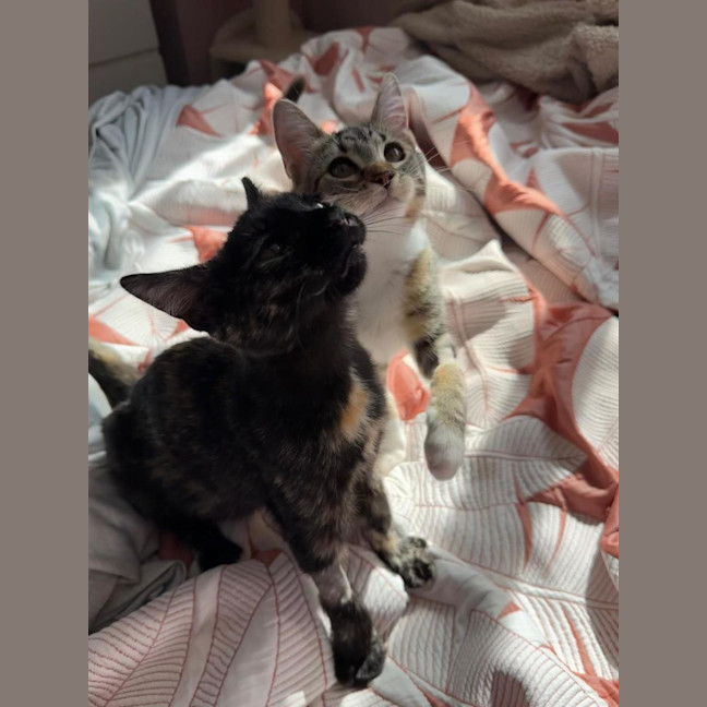 Photo of Nutmeg