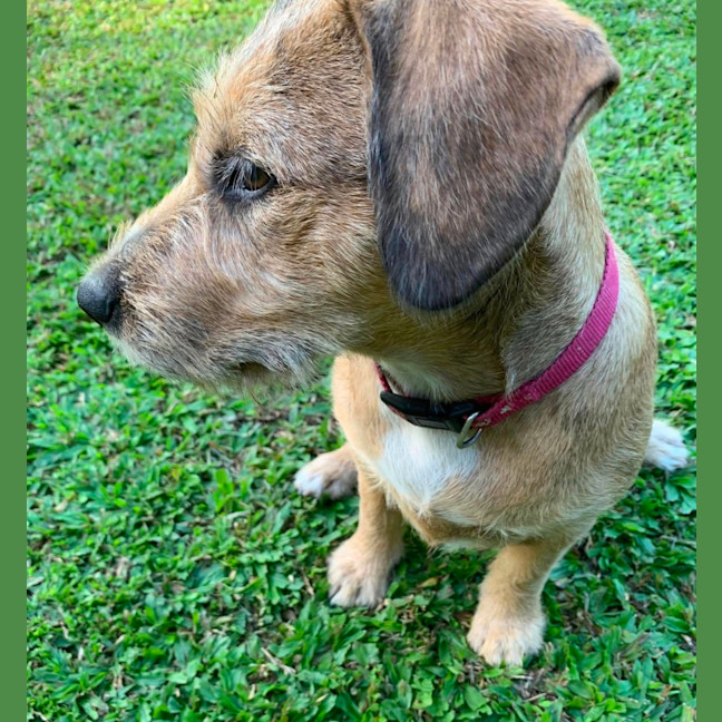 Photo of Maurice & Sheba