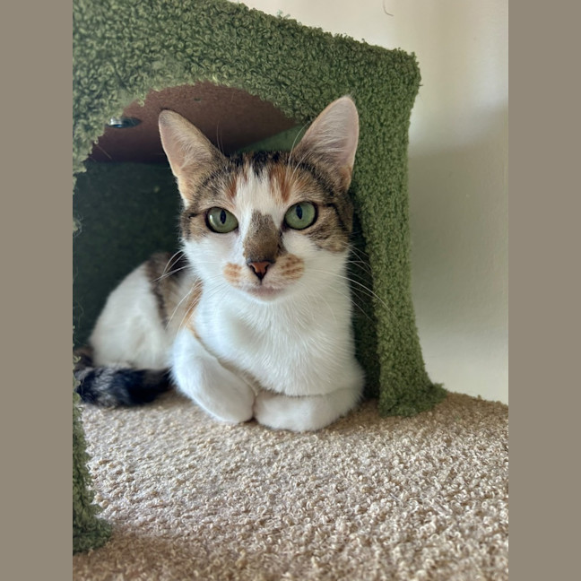 Photo of Blossom