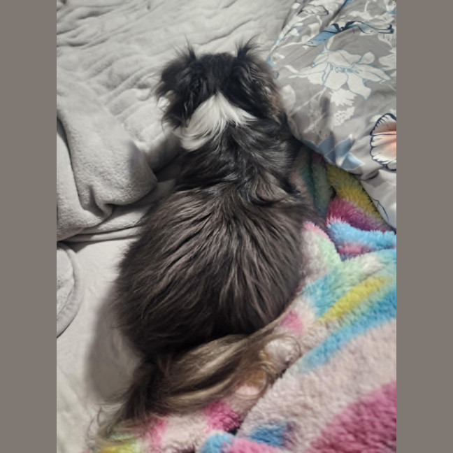 Photo of Lolita
